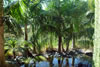 pond
