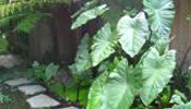 taro